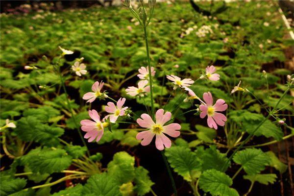 Planting methods and precautions for four-season primrose