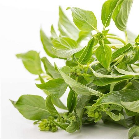 Distinguish basil and nepeta by observing the leaves