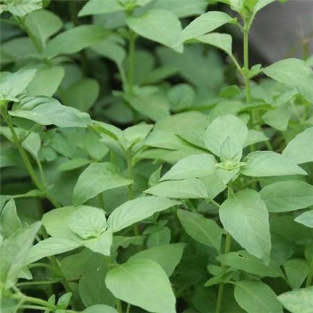 Distinguish basil and nepeta from the petiole