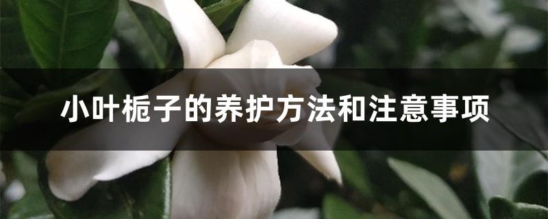 The maintenance methods and precautions of small-leaf gardenia