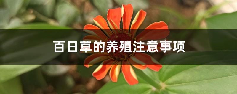 Zinnia Breeding Precautions