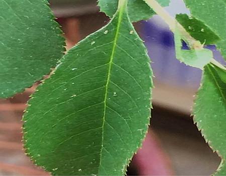 Leaves of Papaya and Begonia