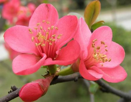 Flowers of Papaya and Begonia