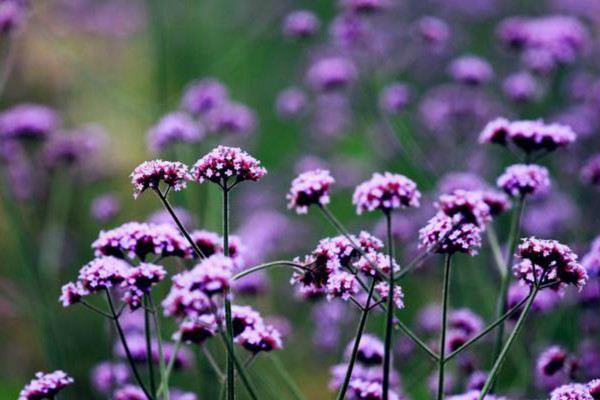 What is the difference between verbena and sage