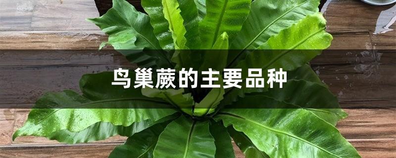 Main varieties of Bird's Nest Fern