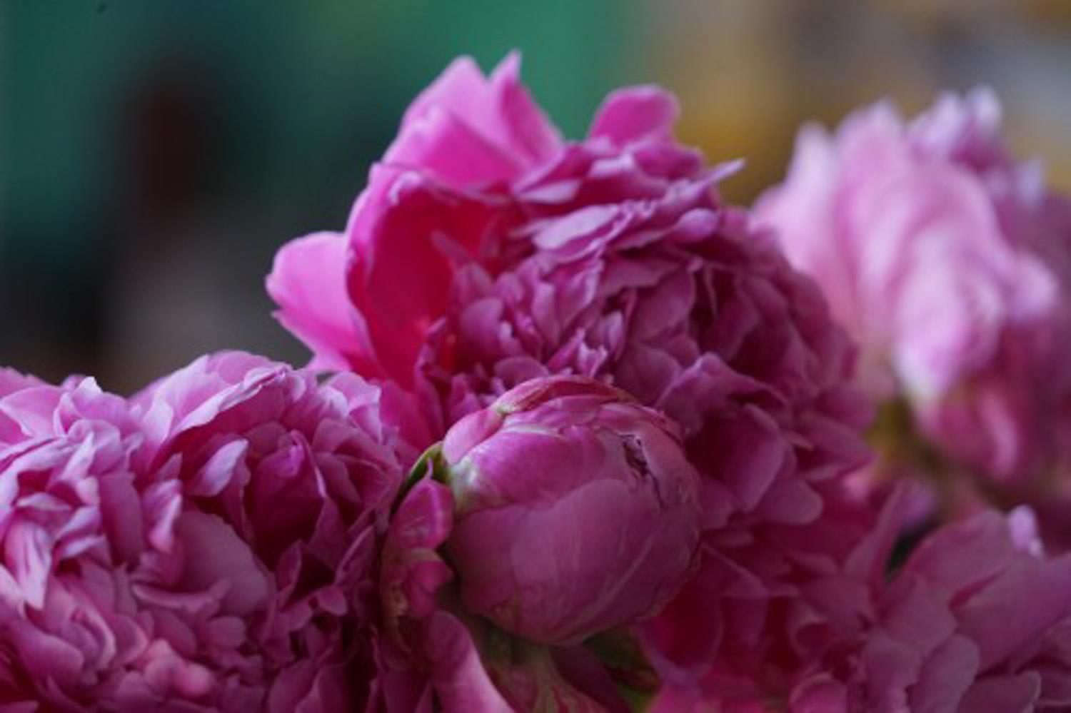 Peony