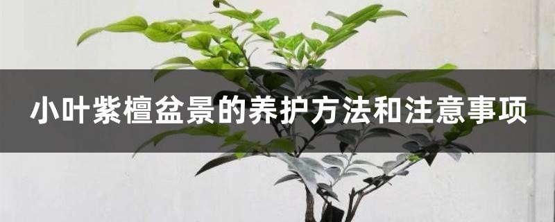 Maintenance methods and precautions for small-leaf rosewood bonsai