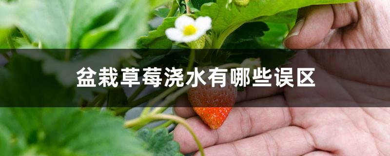 What are the misunderstandings about watering potted strawberries