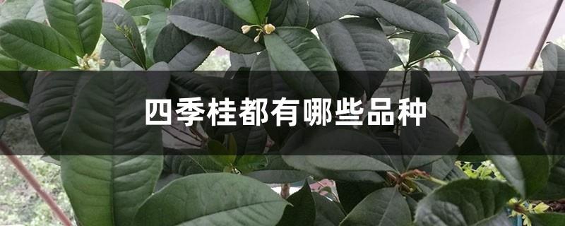 What varieties of osmanthus are there