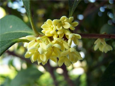 Fragrance of Osmanthus and Osmanthus for Four Seasons