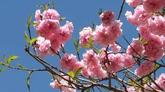 The difference between cherry blossoms and cherries