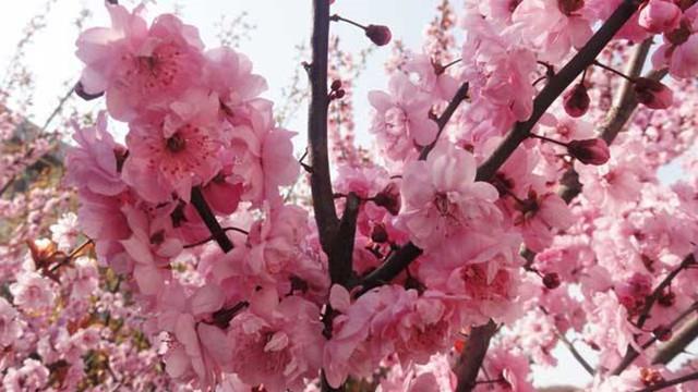 The difference between wintersweet and plum blossoms