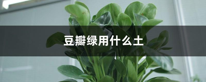 What soil is used for Douban Green