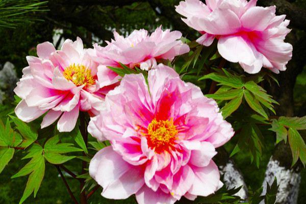 The difference between peony and peony