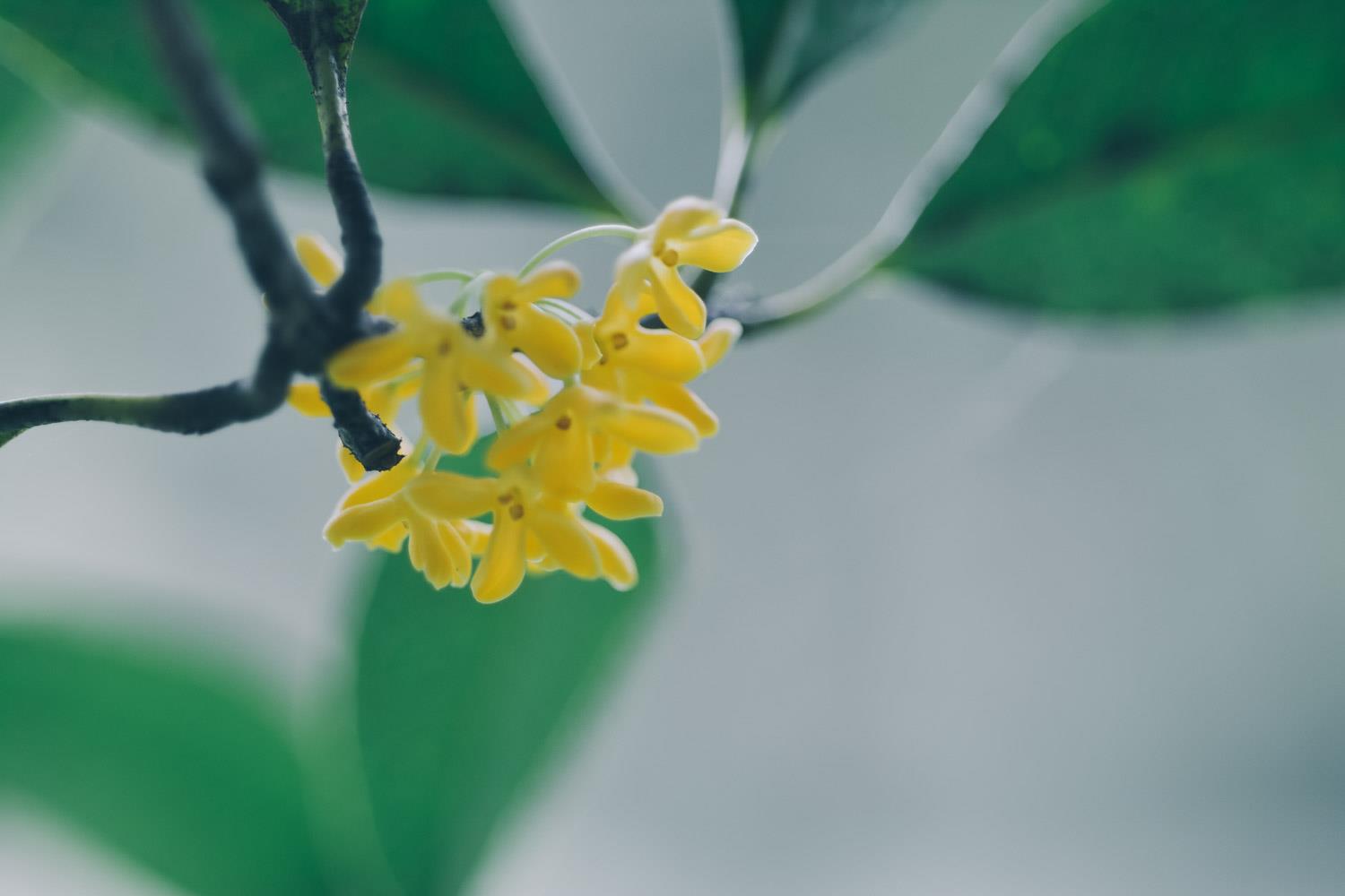 Osmanthus