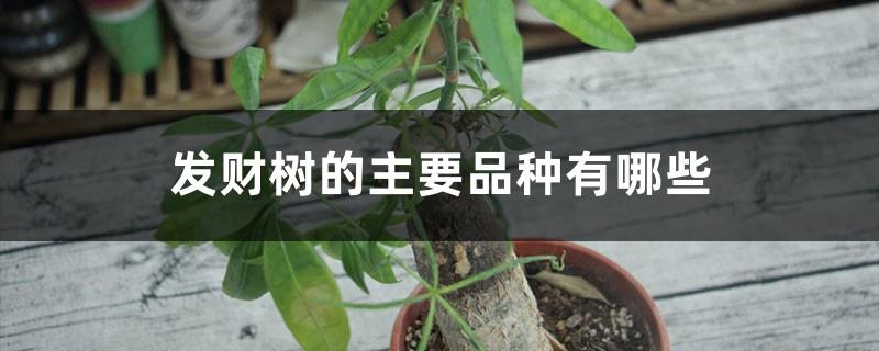 What are the main varieties of money trees