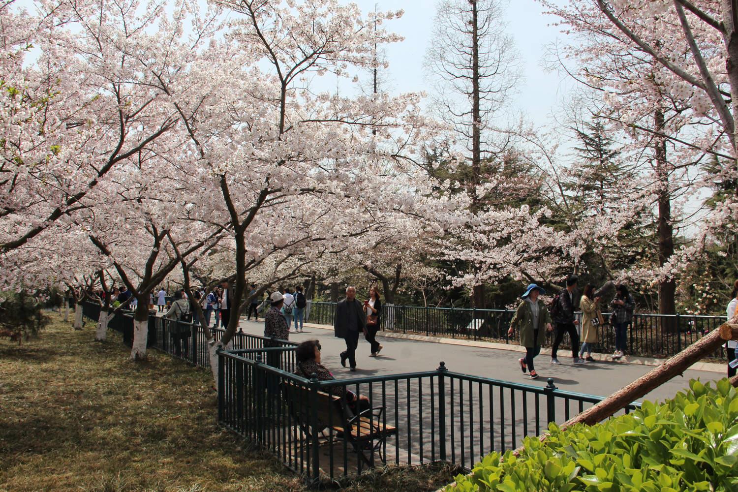 Sakura