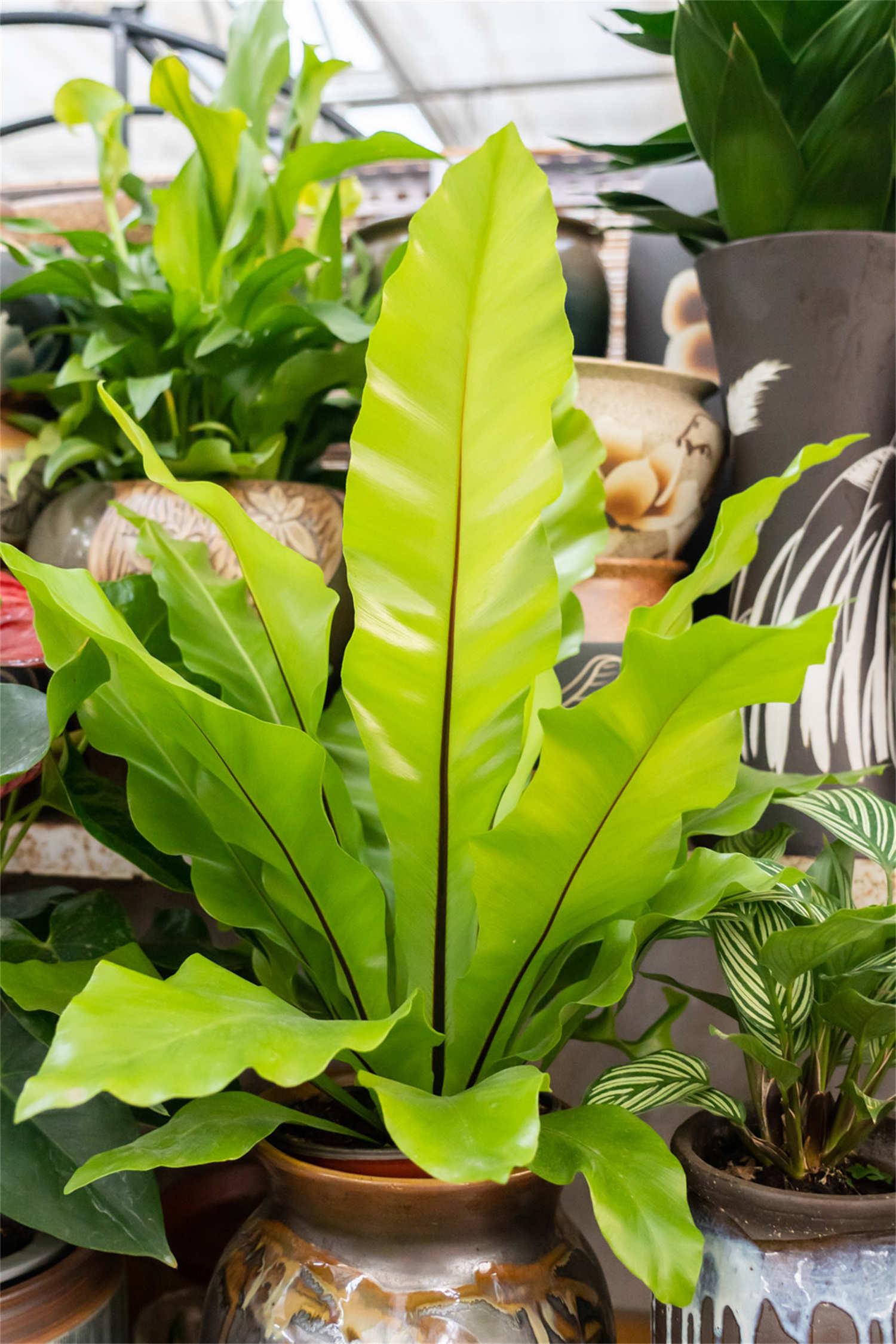 Bird's Nest Fern