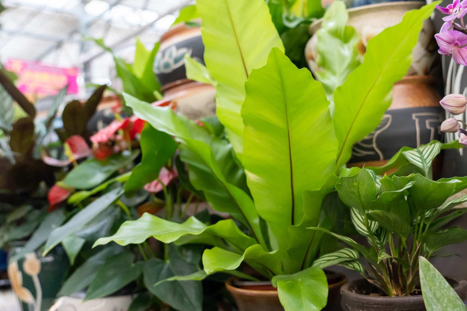 Bird's Nest Fern