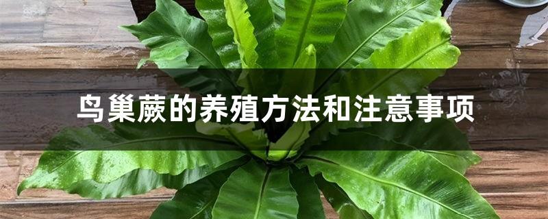 Bird's Nest Fern cultivation methods and precautions