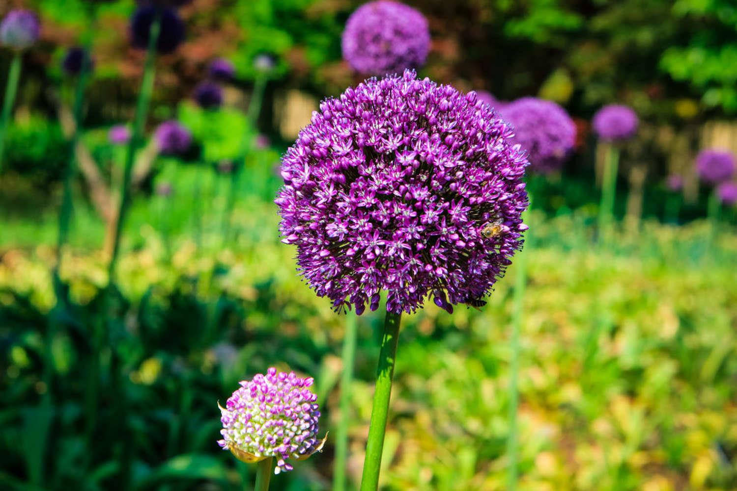 Big Flower Onion