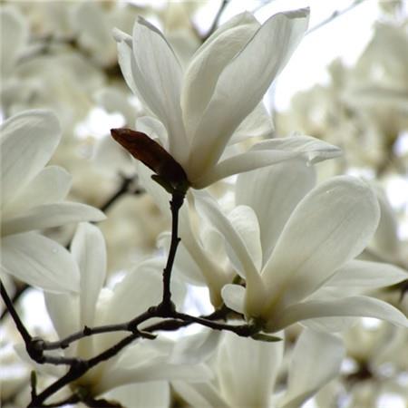 Magnolia picture