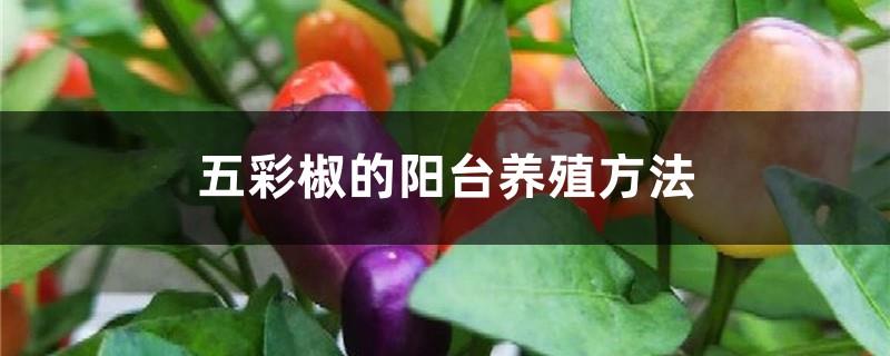 The balcony cultivation method of colorful peppers