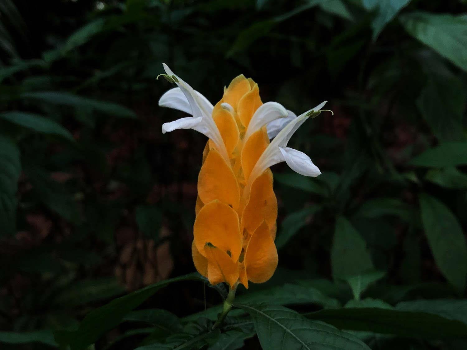 Golden Bract Flower