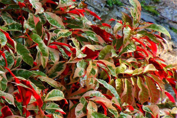 Red-backed osmanthus breeding methods and precautions