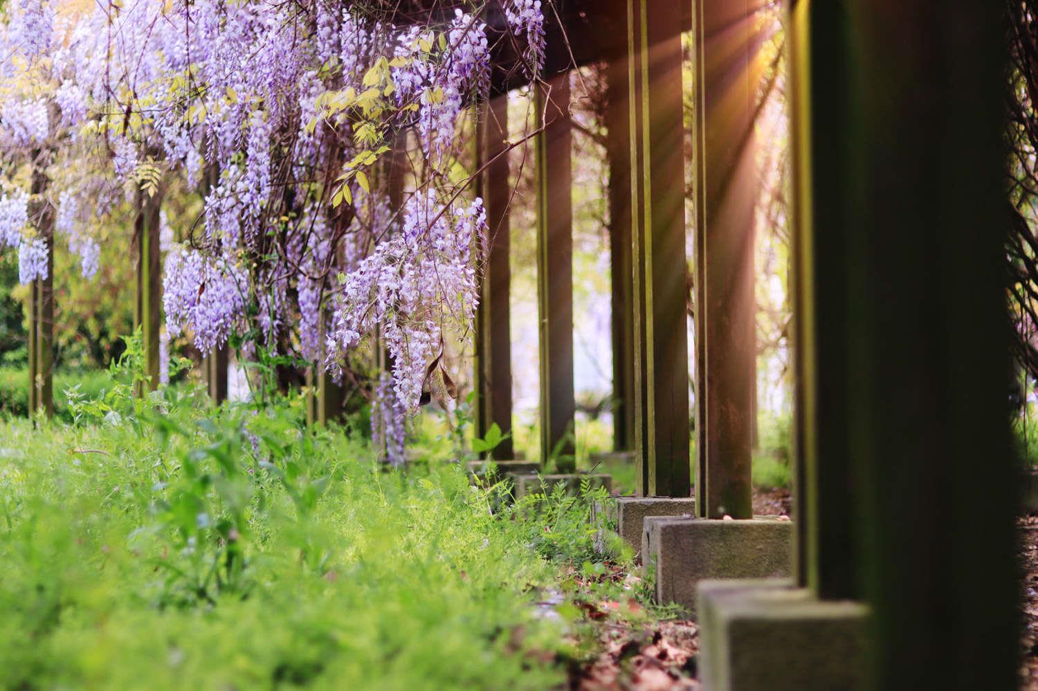 Wisteria