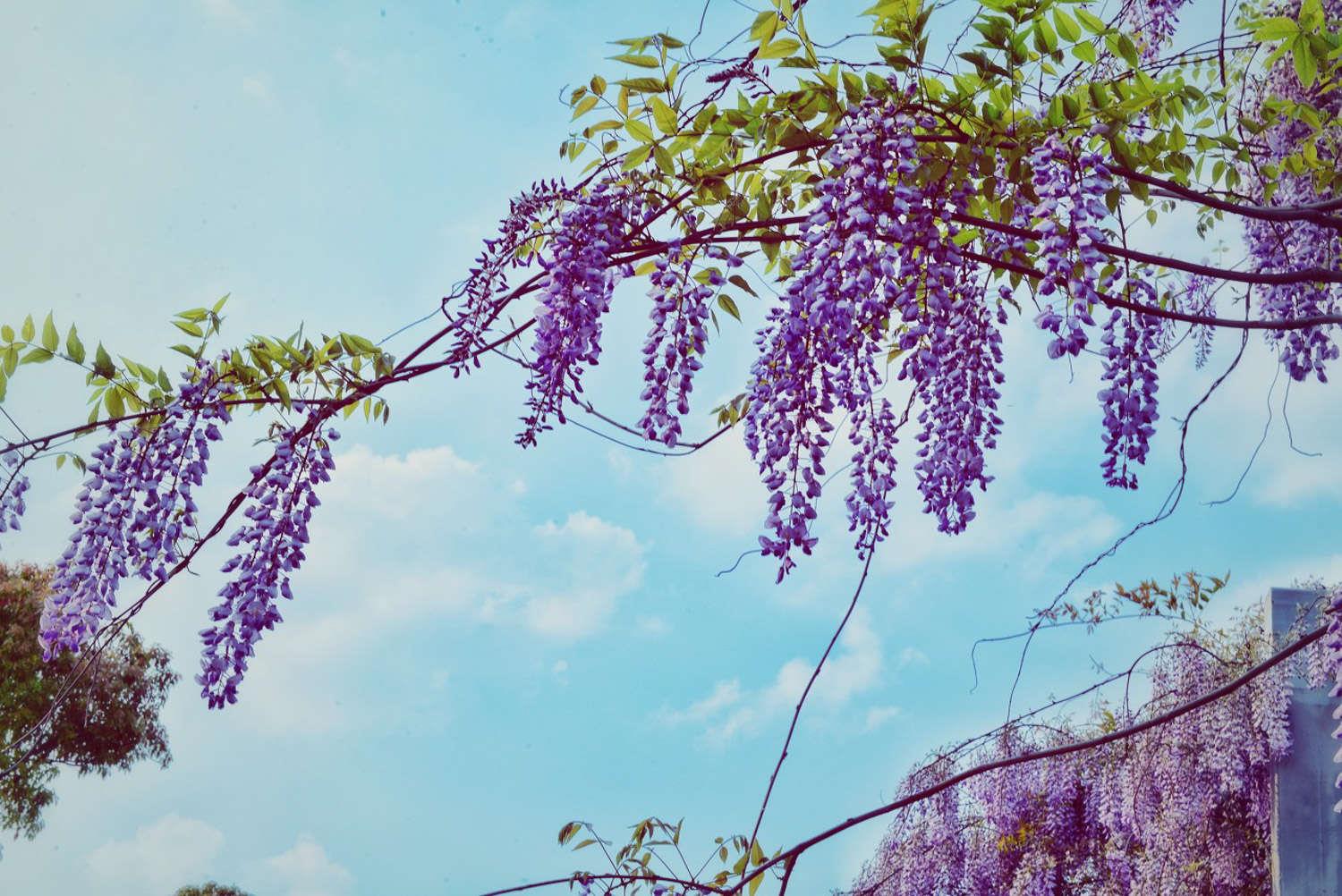 Wisteria