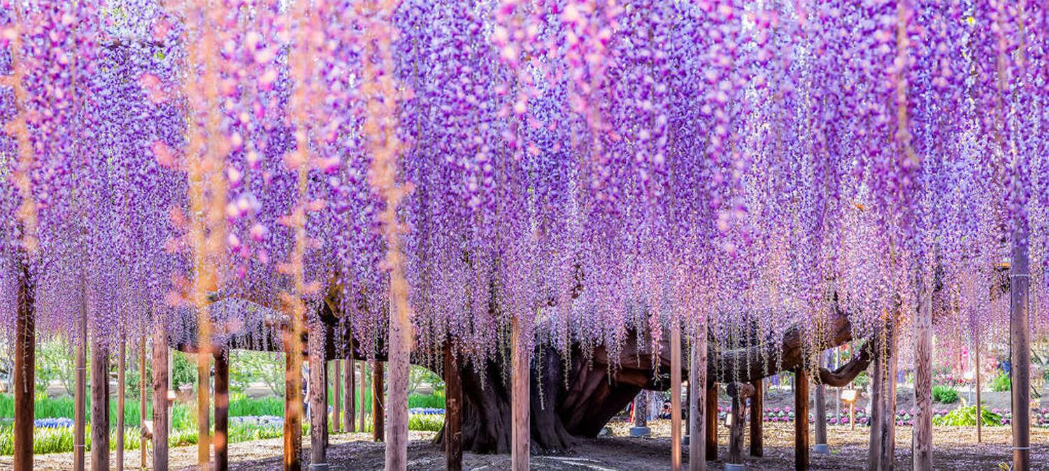 Wisteria