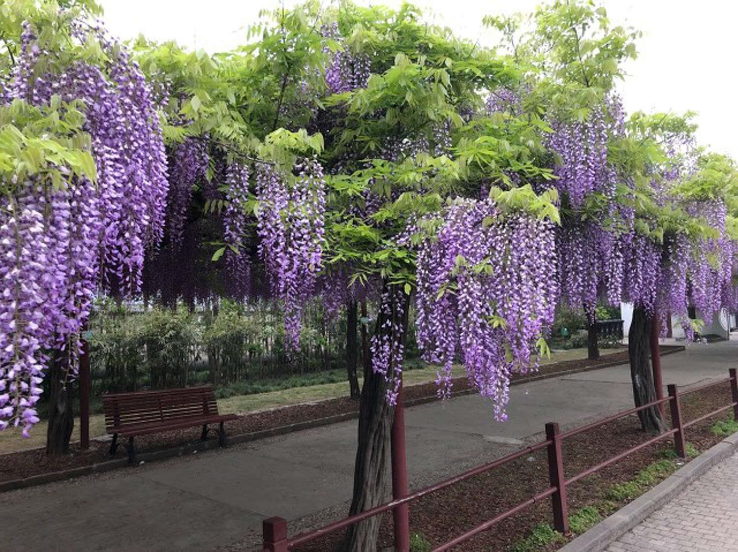 Wisteria