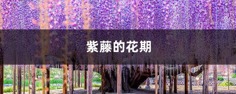 The flowering period of wisteria