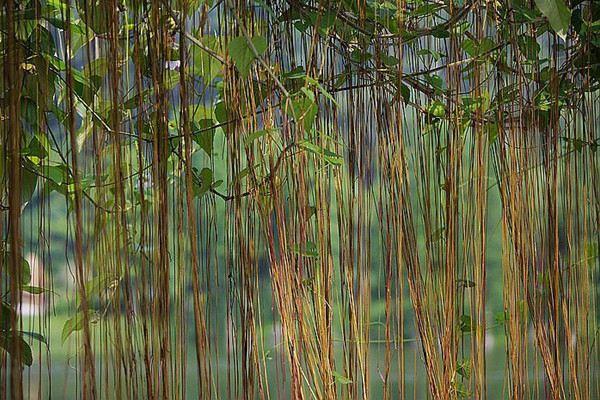 These 6 kinds of flowers can grow into waterfalls in one year, even the curtains are unnecessary