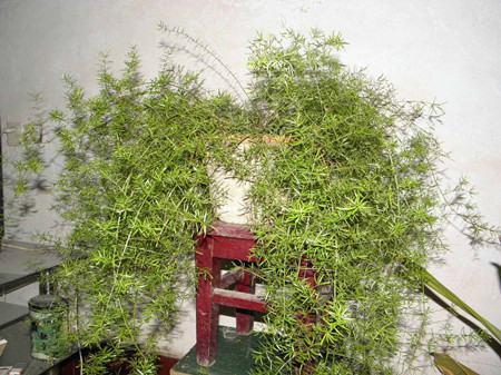 Plant characteristics of Wuzhu