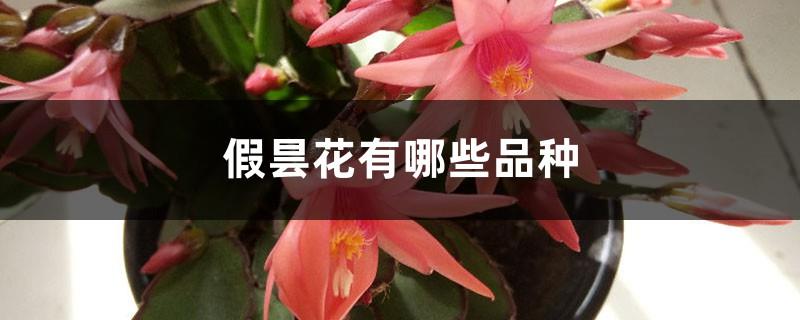 What are the varieties of false Epiphyllum