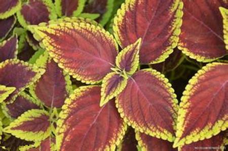 The appearance of Coleus