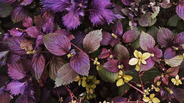 The difference between Coleus and Perilla