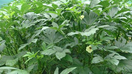 Leaves of Okra