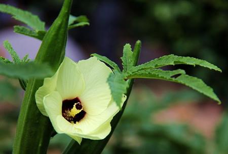 Okra's Flower