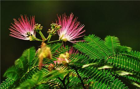 Albizia julibrissin