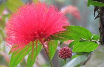 The difference between Zhu Yinghua and Albizia julibrissin