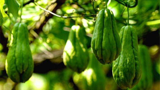 The difference between bergamot and chayote