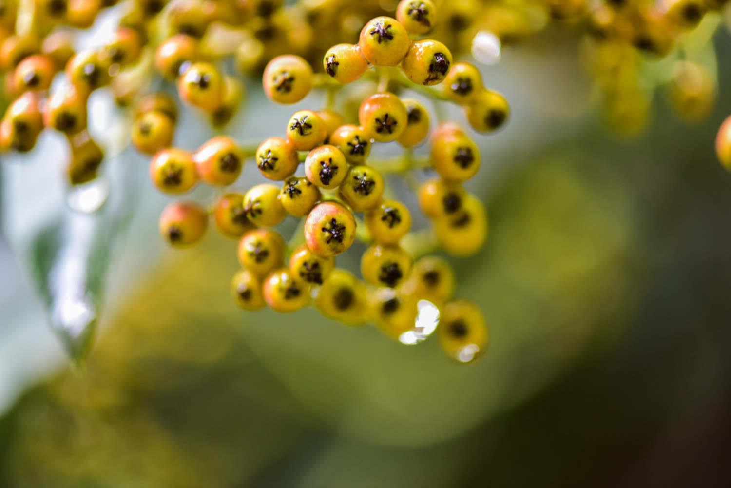 Pyracantha