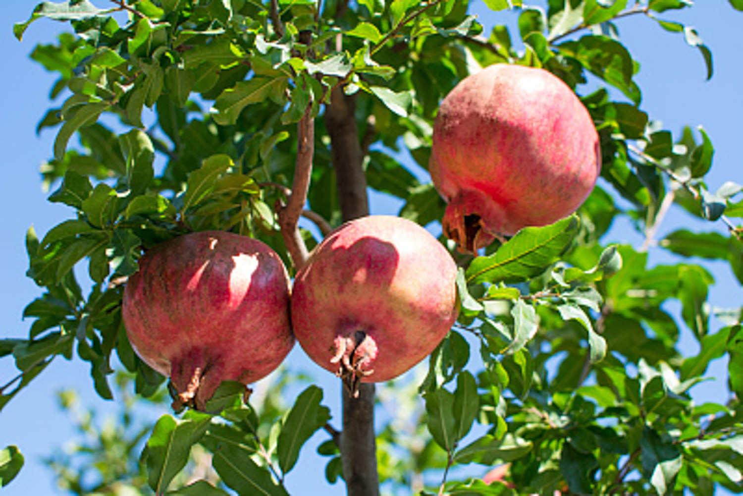 Pomegranate