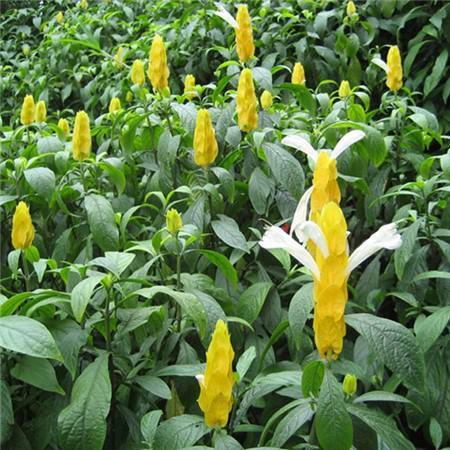 Golden bud flower picture