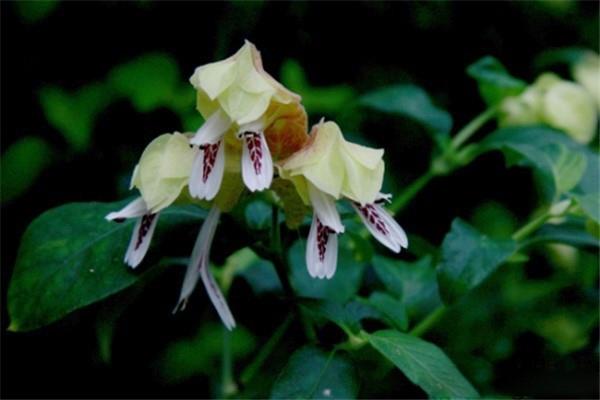 The difference between golden bud and shrimp flower