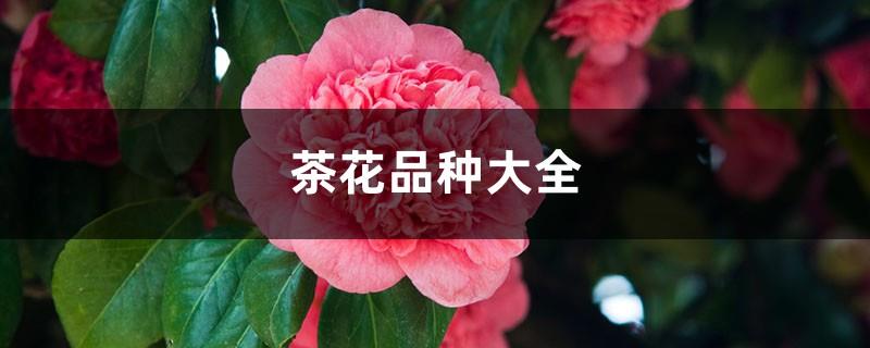 A Complete Collection of Camellia Varieties