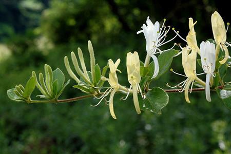 Introduction to Honeysuckle and Mountain Silver